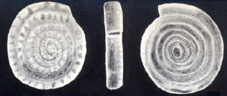 Planispirillina (?) ritae McCulloch, 1981