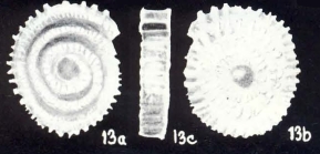 Planispirillina (?) caledoniana McCulloch, 1981