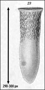 Illustration from Laackman 1910