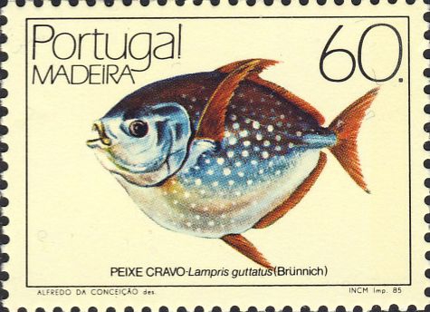 Lampris guttatus Lampris guttatus