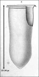 Illustration from Laackmann 1910