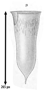 illustration from Laackmann 1910