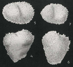 Textularia bundensis van Bellen, 1946