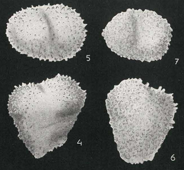 Textularia bundensis van Bellen, 1946 Textularia bundensis van Bellen, 1946