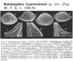 Bairdoppilata fyansfordensis Warne, 1988 from the original description