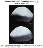 Bairdoppilata levyensis Howe, 1951 from the original description