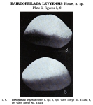 Bairdoppilata levyensis Howe, 1951 from the original description