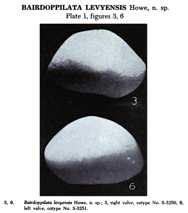 Bairdoppilata levyensis Howe, 1951 from the original description