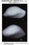 Bairdoppilata vernoni Howe, 1951 from the original description