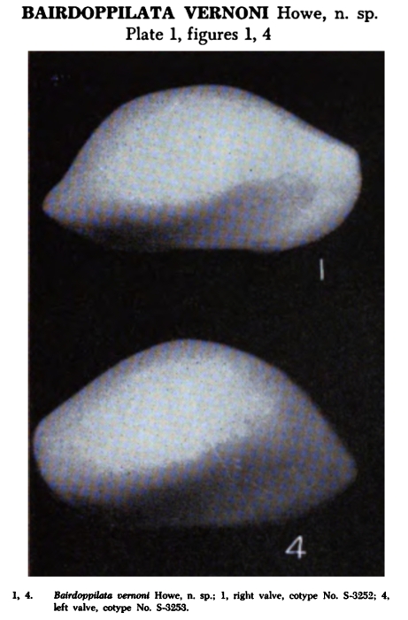 Bairdoppilata vernoni Howe, 1951 from the original description