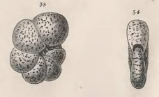 Nonionina canariensis d'Orbigny, 1839