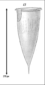 Illustration from Laackmann 1910