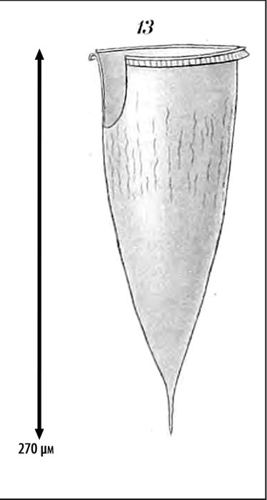 Illustration from Laackmann 1910 Illustration from Laackmann 1910