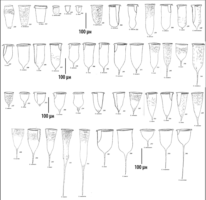 Illustrations of Cymatocylis and Protocymatocylis Species in Kofoid & Campbell 1929 Illustrations of Cymatocylis and Protocymatocylis Species in Kofoid & Campbell 1929