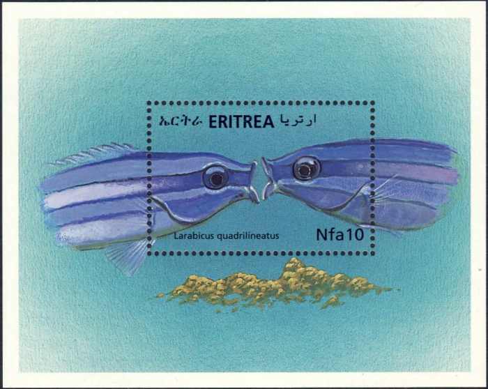 Larabicus quadrilineatus Larabicus quadrilineatus