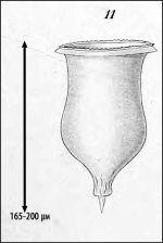Illustration from Laackmann 1910