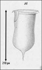 Illustration from Laackmann 1910