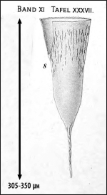 Illustration from Laackmann 1910