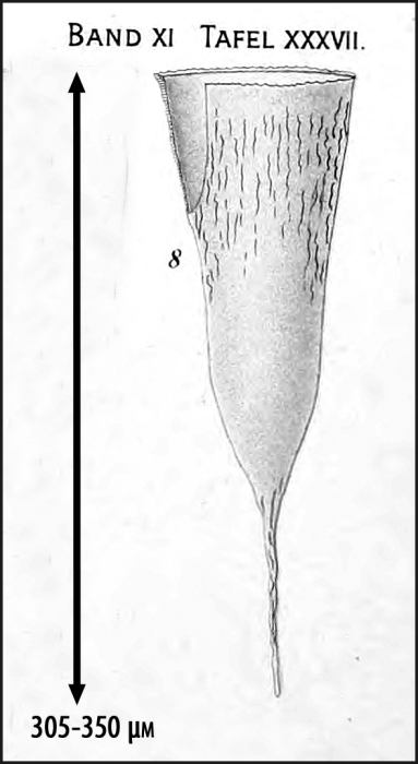 Illustration from Laackmann 1910 Illustration from Laackmann 1910