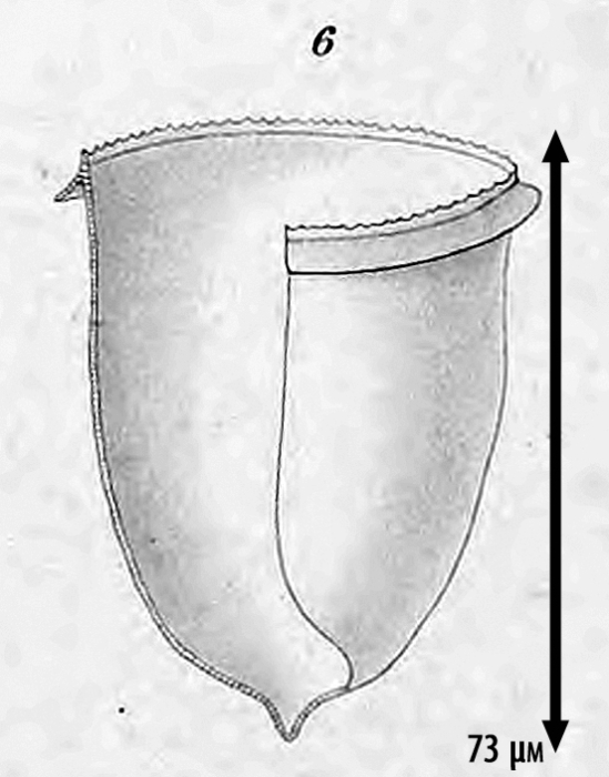 Illustration from Laackmann 1910 Illustration from Laackmann 1910
