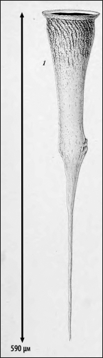Illustration from Laackmann 1910