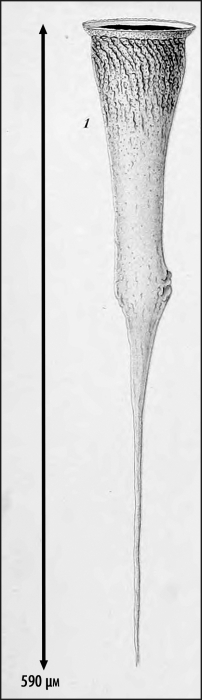 Illustration from Laackmann 1910 Illustration from Laackmann 1910