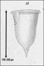 Illustration from Laackmann 1910