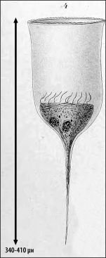 Illustration from Laackmann 1910