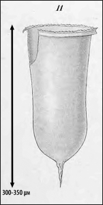 illustration from Laackmann 1910