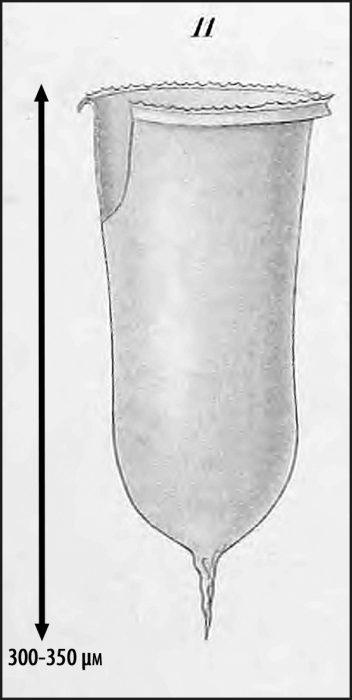 illustration from Laackmann 1910 illustration from Laackmann 1910