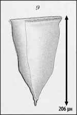 Illustration from Laackmann 1910
