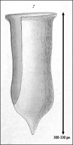 Illustration from Laackmann 1910