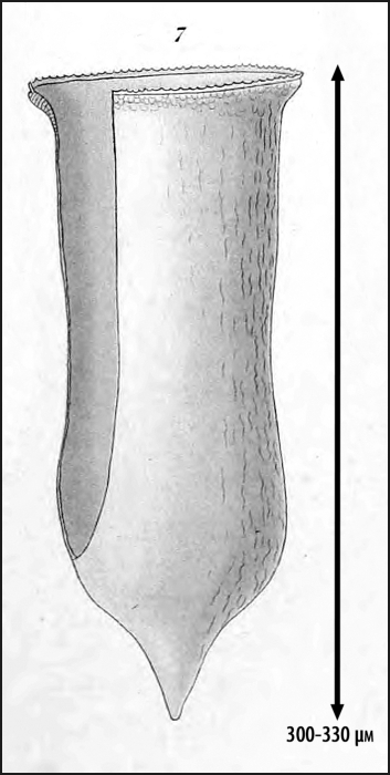 Illustration from Laackmann 1910 Illustration from Laackmann 1910