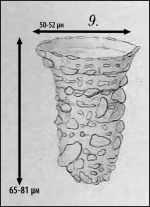 illustration from Laackmann 1908