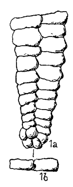 Spiroplectammina rectomarginata Hofker, 1964