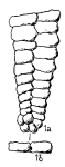 Spiroplectammina rectomarginata Hofker, 1964