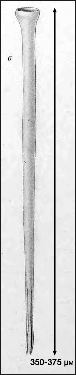 illustration from Laackmann 1910