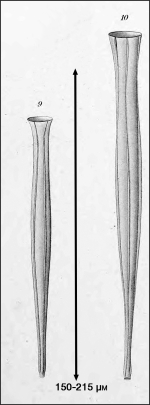 illustration from Laackmann 1910