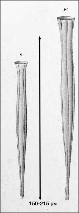 illustration from Laackmann 1910 illustration from Laackmann 1910