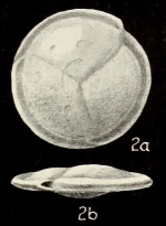Planispirinella involuta Collins, 1958