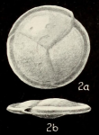Planispirinella involuta Collins, 1958