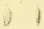 Nautilus crepidula Fichtel & Moll, 1798
