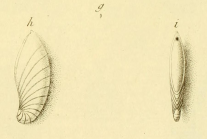 Nautilus crepidula Fichtel & Moll, 1798