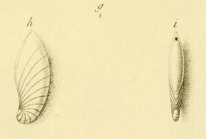 Nautilus crepidula Fichtel & Moll, 1798 Nautilus crepidula Fichtel & Moll, 1798