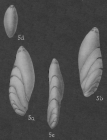 Polymorphinella vaginulinaeformis Cushman & Hanzawa, 1936