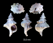 Austrotriton textilis (Tate, 1888)