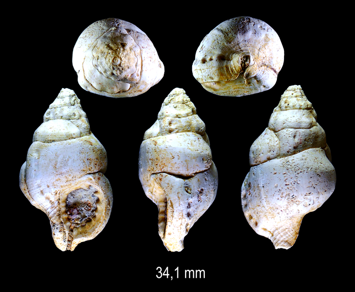 Pseudosassia turrita (Eichwald, 1830)