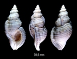 Austrotriton antecedens (Ludbrook, 1978)