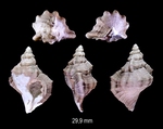 Sassia pahaoaensis (Vella, 1954)