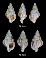 Cymatiella tritonea (Grateloup, 1845)